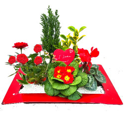 EXTV/Plateau rouge 5P (2)