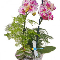 PHAL/Metal Haut evasion 3P (2)