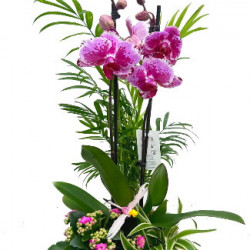 PHAL/Ceramique Blanc 4P (2)