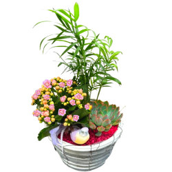 OSI/Osier rond Bicolore 3P (2)
