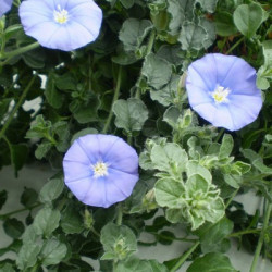 Convolvulus Sabatius Compact bleu