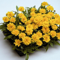 Coréopsis grandiflora Presto Double