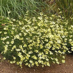 Coréopsis Moon Beam
