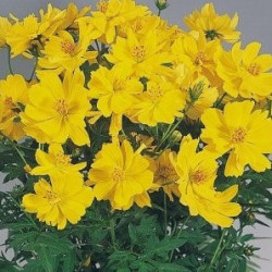Cosmos Sulphureux Cosmic Jaune