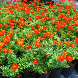 Cosmos Sulphureux Cosmic Rouge