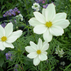 Cosmos Blanc