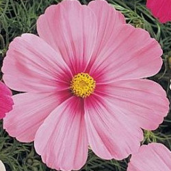 Cosmos Sonata Rse Clair à Cntre Fncé