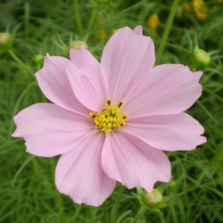 Cosmos  Rose