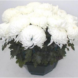 Coupe Grosses Fl. 12/16T Blanc