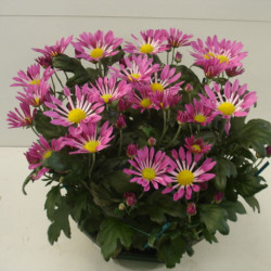 Coupe Chrydance Spatulée 7/8 T