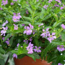 Cuphéa Hyssopifolia