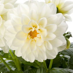 Dahlia Dahlietta Blanca