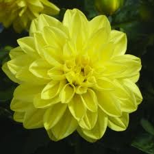Dahlia Dahlietta Margaret