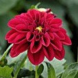 Dahlia Dahlietta Patty