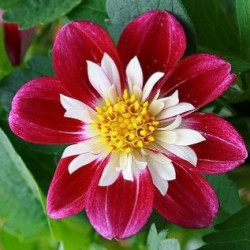 Dahlia Dahlietta Surprise Becky