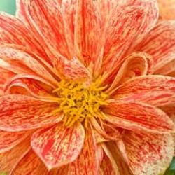Dahlia Dahlietta Surprise Kelly
