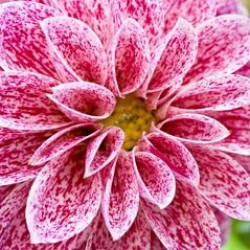 Dahlia Dahlietta Surprise Paula