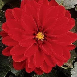 Dahlia Dahlietta Tessy