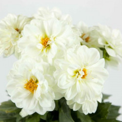 Dalhia Nain Figaro Blanc