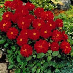 Dalhia Nain Figaro Rouge