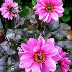 Dahlia Paysage Fascination