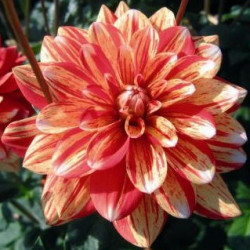Dahlia Striped Nagano