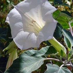 Datura Blanc