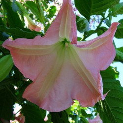 Datura Rose