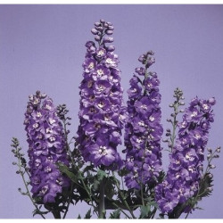 Delphinium Magic Fountains Lilac Pink / White Bee