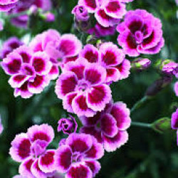 Dianthus