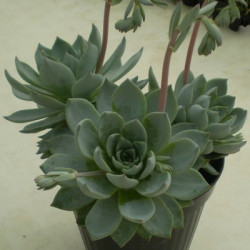 Echévéria Desmetiana