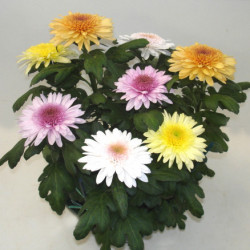 Eléonora Unifleur 6/7T
