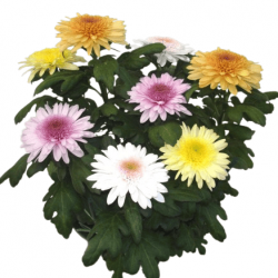 Eléonora Unifleur 1 T