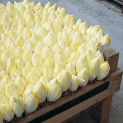 Endives Totem