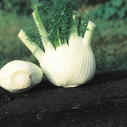 Fenouil Selma