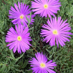 Ficoïde Mauve
