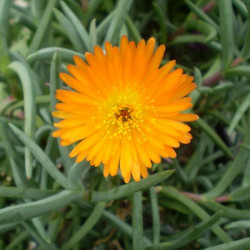 Ficoïde Orange