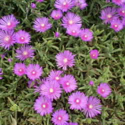 Ficoïde Violet
