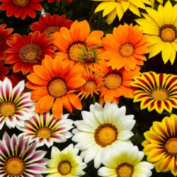 Gazania varié