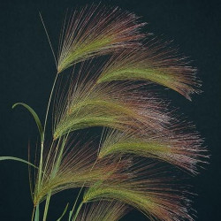Hordeum Jubatum