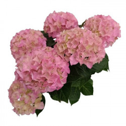 Hortensia Hydrangea de jardin