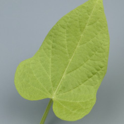 Ipomée Batatas Lime