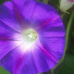 Ipomée Star of Yelta