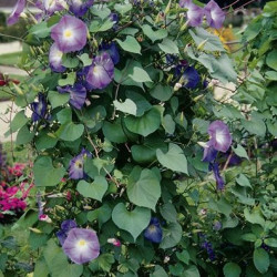 Ipomée Grimpante Heavenly Blue