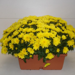 Jardi. de Multi. Unicolore Jaune