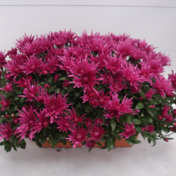 Jardi. de Multi. Unicolore Violet