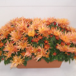 Jardi. Multi. Cuivre 30 cm