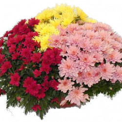 Jardi. Multi. Multicolore 40cm