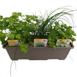 Jardiniere Aromatique SALADE Persil+Ciboul.+Basilic