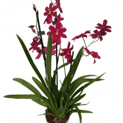 PHALAENOPSIS CAMBRIA Nelly Isler P12